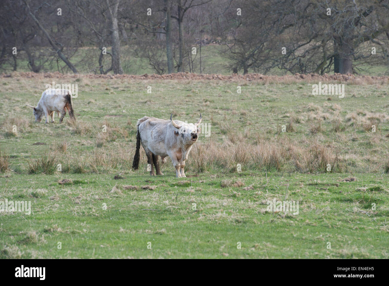 Chillingham Wild Cattle bull mostra aggressione da parte di abbassamento, impegnativo per i diritti di riproduzione. Northumberland. Inghilterra Foto Stock