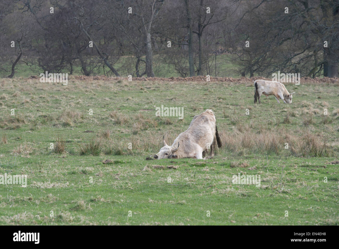 Chillingham Wild Cattle bull mostra aggressione da parte di sfregamento della testa, impegnativo per i diritti di riproduzione. Northumberland. Inghilterra Foto Stock