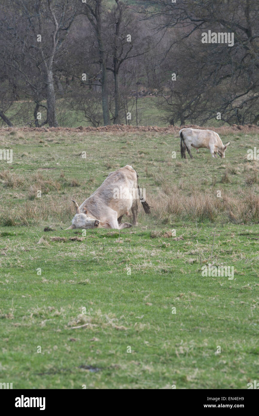 Chillingham Wild Cattle bull mostra aggressione da parte di sfregamento della testa, impegnativo per i diritti di riproduzione. Northumberland. Inghilterra Foto Stock