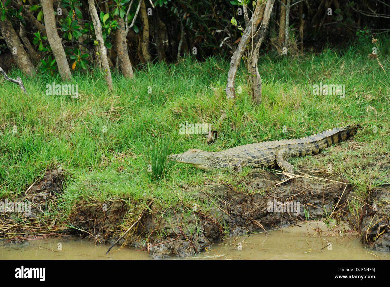 Giovani coccodrillo del Nilo, Crocodylus niloticus, in habitat naturale, appoggiato sulla banca di St Lucia Estuary, IsiMangoliso Sito Patrimonio Mondiale, Sud Africa Foto Stock