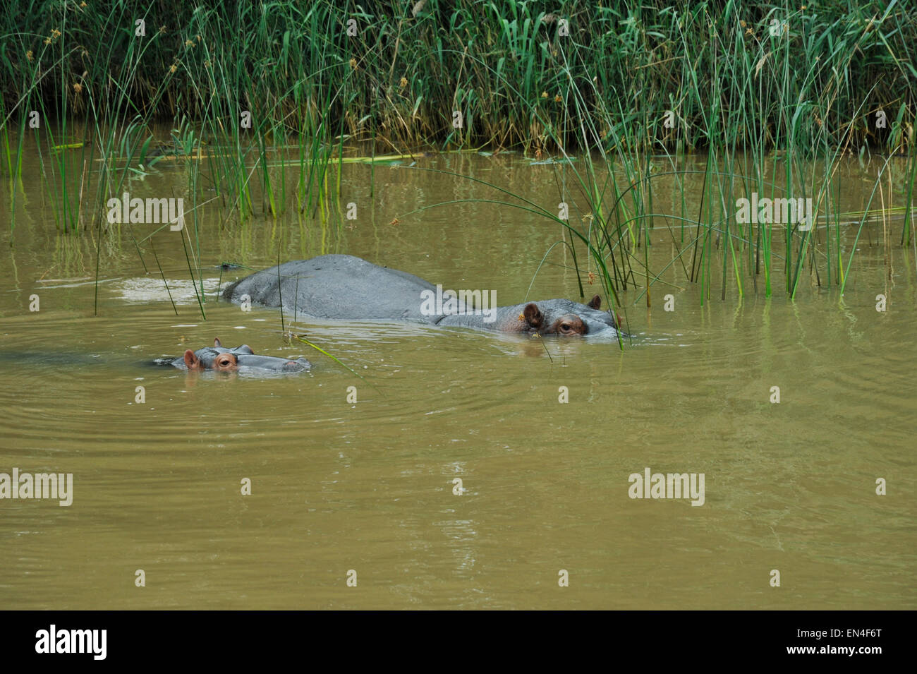 Femmina adulta Ippona, Hippopotamus amphibius, con i giovani vitelli sommerso in acqua marrone vicino al letto di reed in St Lucia Estuary, iSimagoliso Wetland Park, KZN Foto Stock