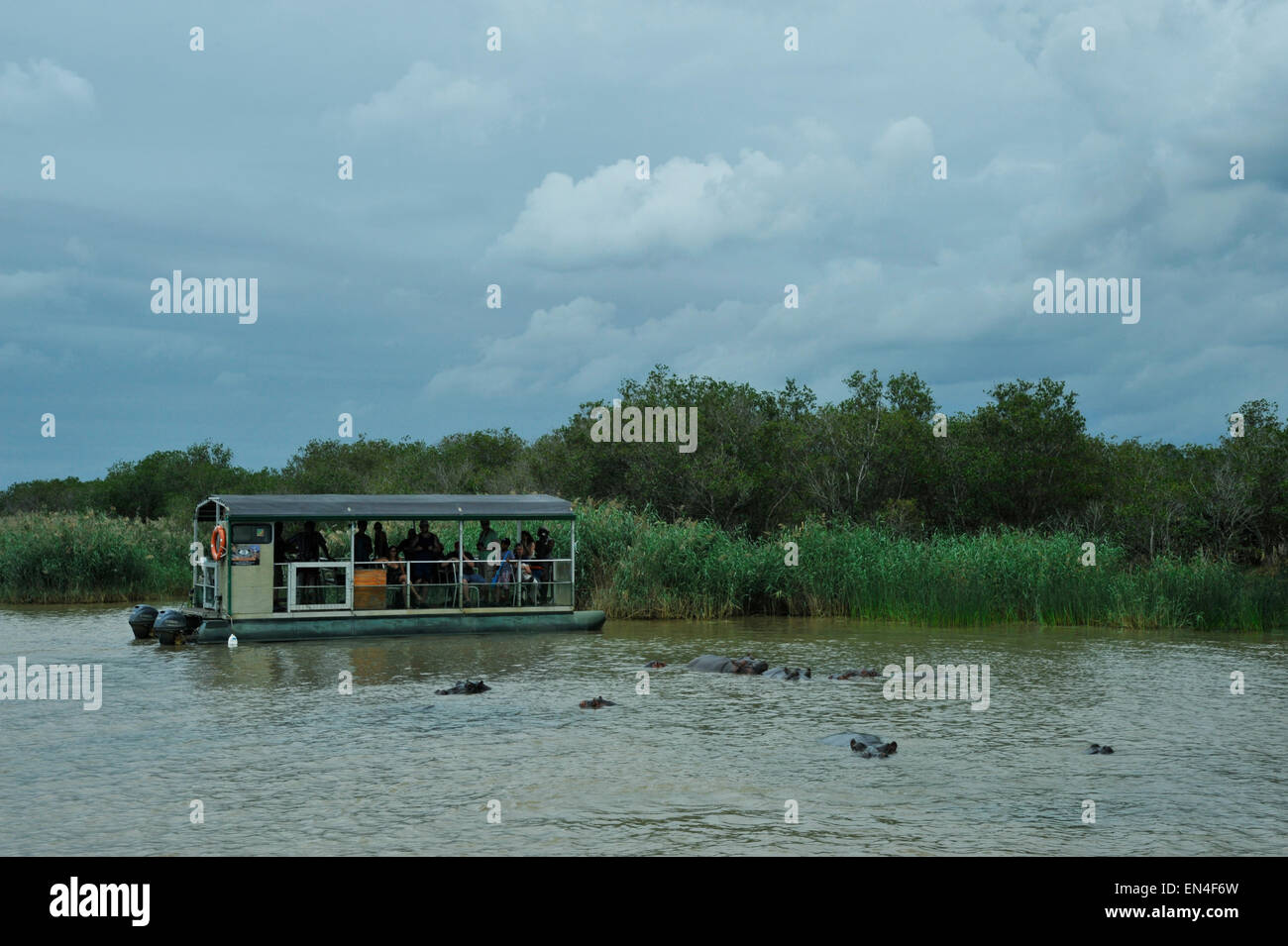 I turisti sulla visione di gioco barca osservando un pod di Hippopotamus amphibius da St Lucia Estuary, nonché patrimonio dell'UNESCO, KwaZulu-Natal, Sud Africa Foto Stock