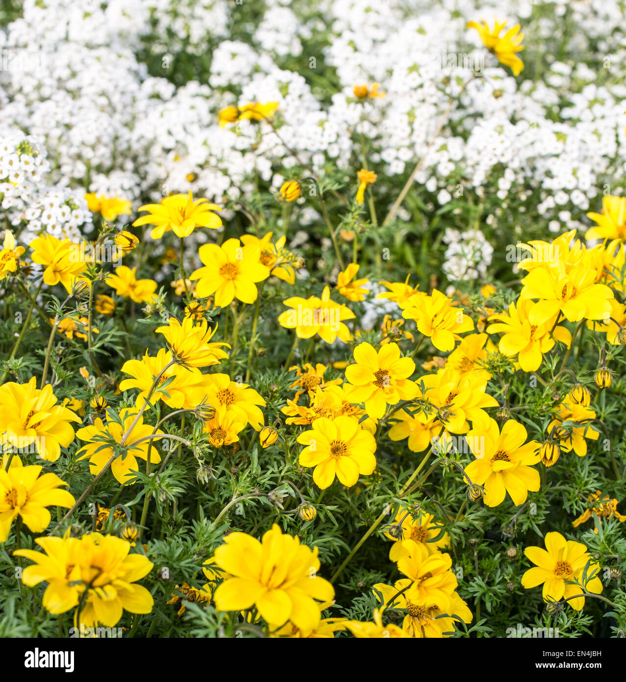 Molti fiori gialli e piccoli fiori bianchi nel prato Foto Stock