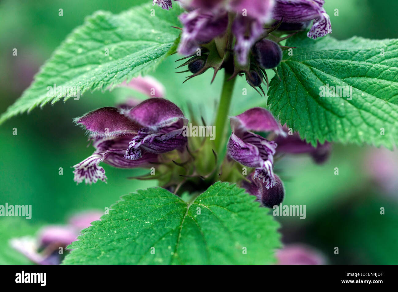Morto gigante ortica, Lamium orvala Foto Stock