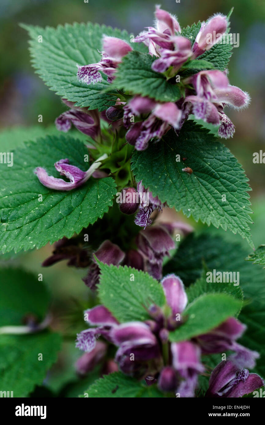 Morto gigante ortica, Lamium orvala Foto Stock