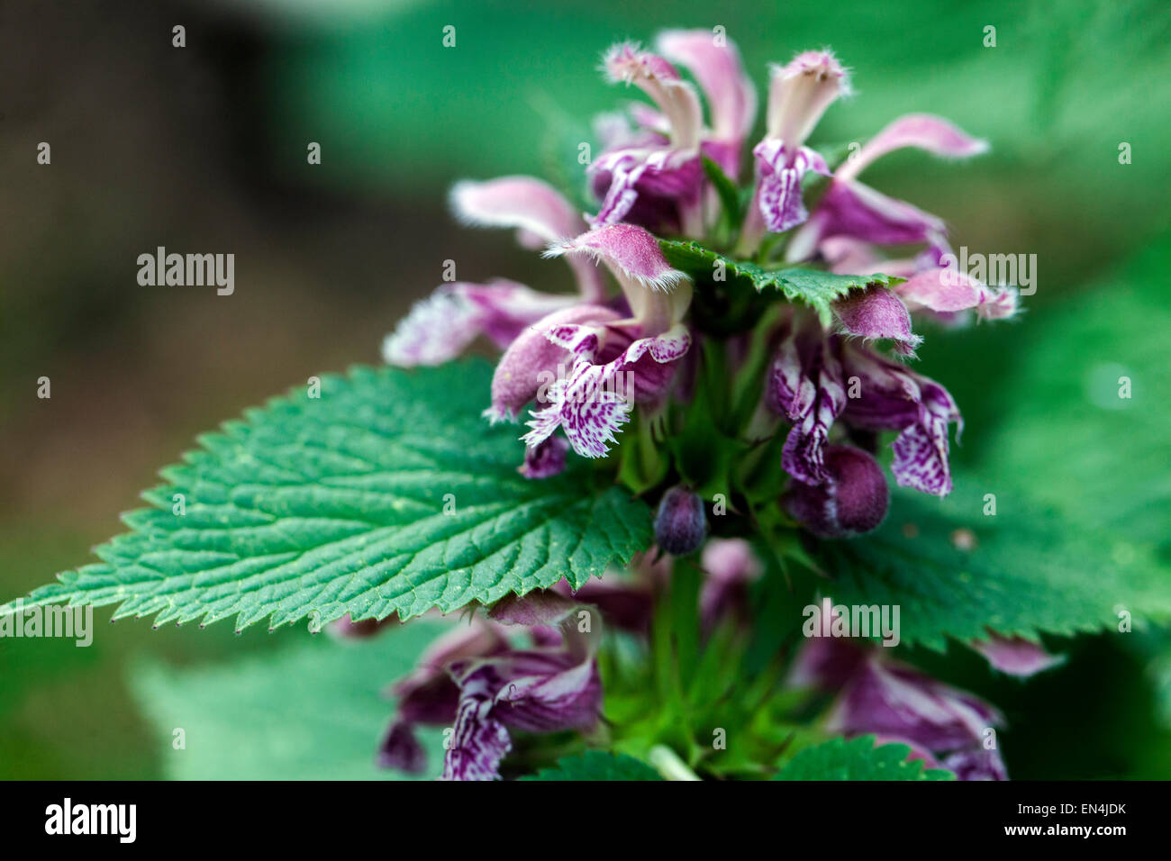 Morto gigante ortica, Lamium orvala Foto Stock