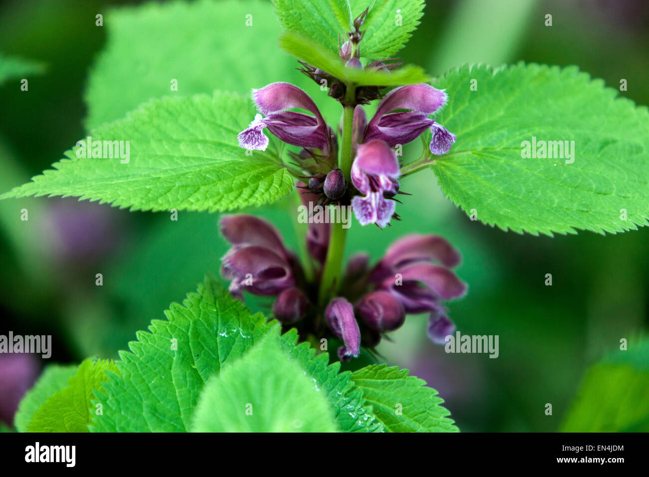 Morto gigante ortica, Lamium orvala Foto Stock