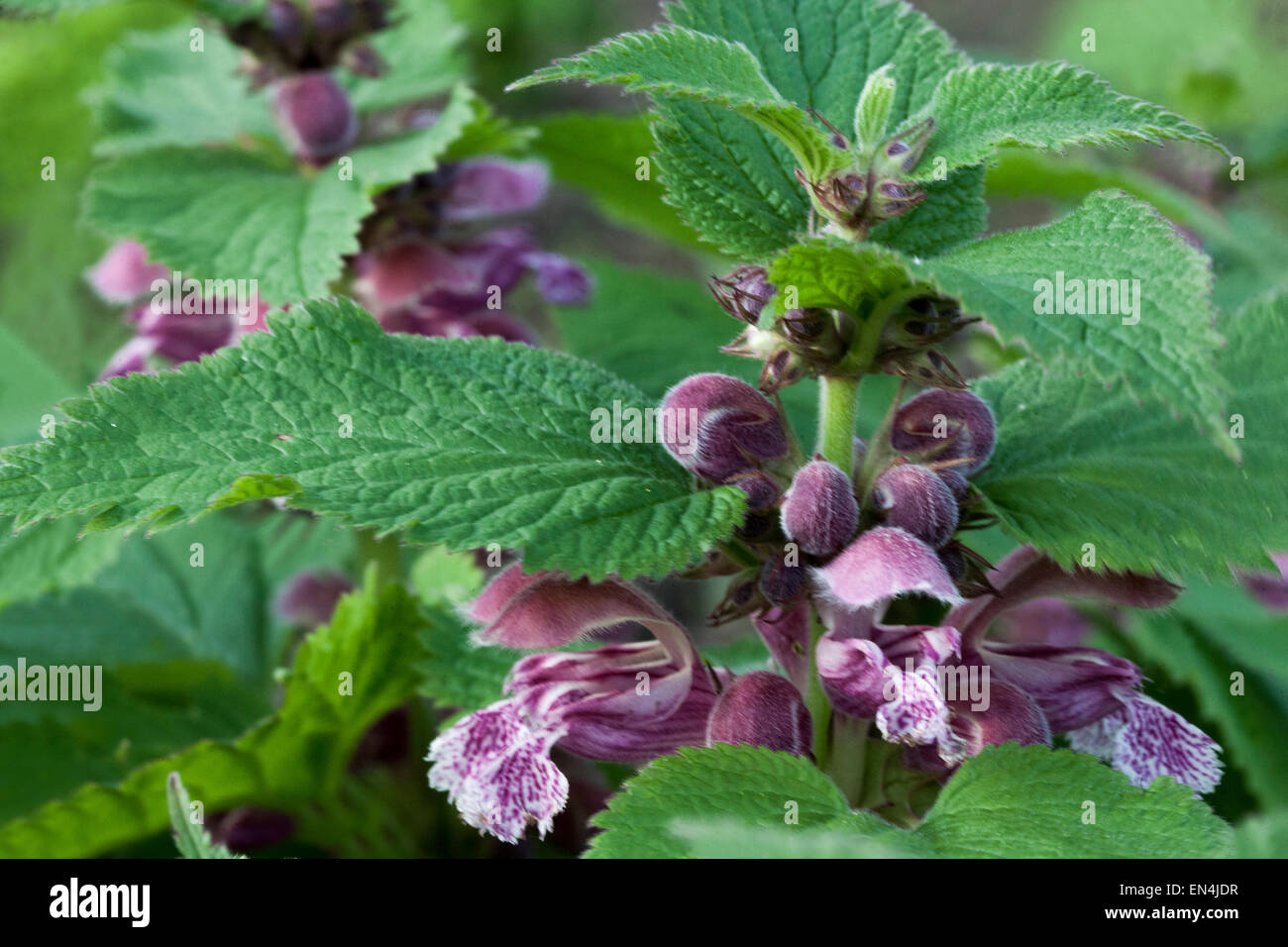 Morto gigante ortica, Lamium orvala Foto Stock