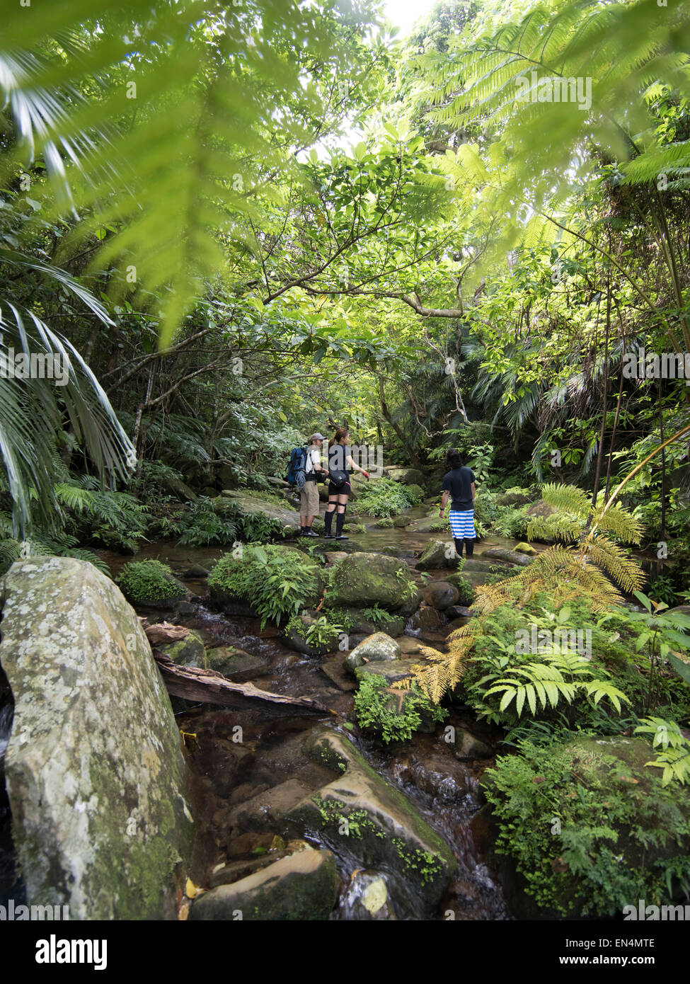 Trekking nella giungla sull isola Iriomote, Isole Yaeyama, Okinawa, Ryukyu unito, GIAPPONE Foto Stock