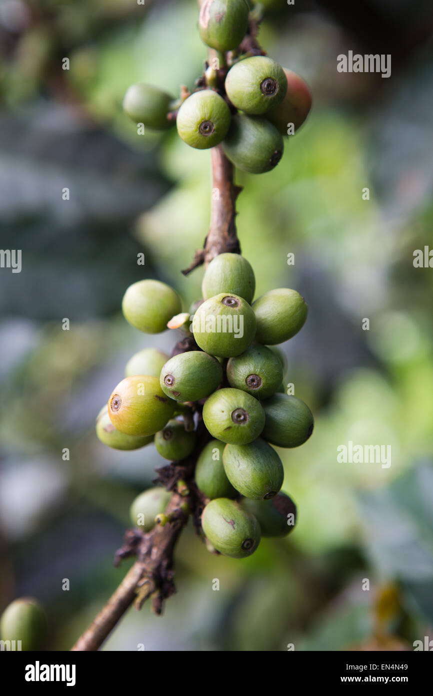 La produzione di caffè in Kenya Foto Stock