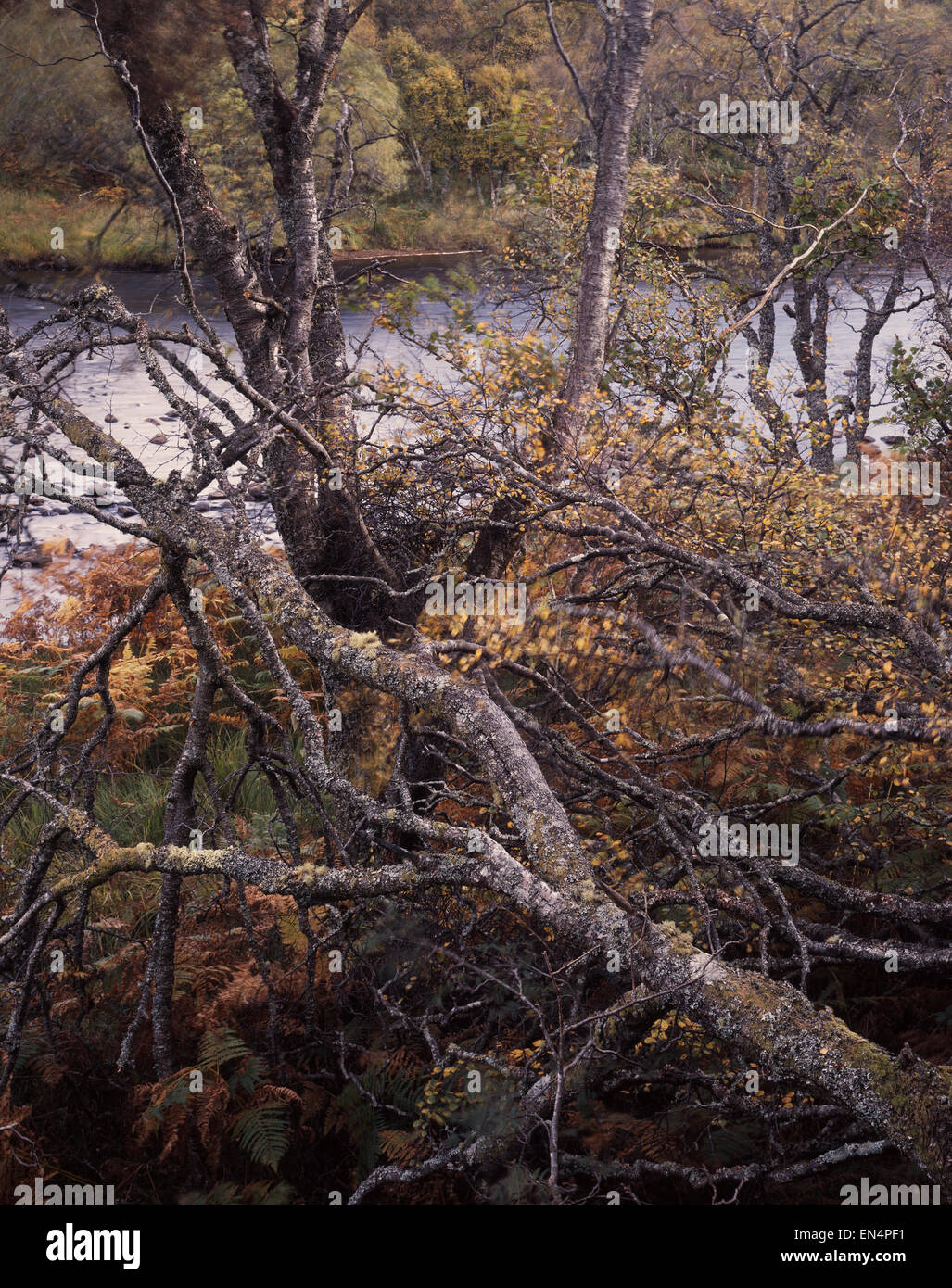 Alberi autunnali e fogliame accanto al fiume Laxford che scorre da Loch Stack a Laxford Bay vicino Rhiconich, Sutherland, Scozia, Regno Unito. Foto Stock