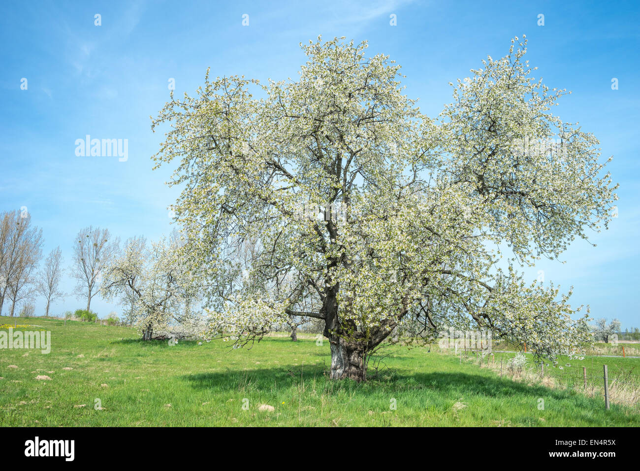 Antico fiore ciliegio giornata soleggiata erba verde Foto Stock