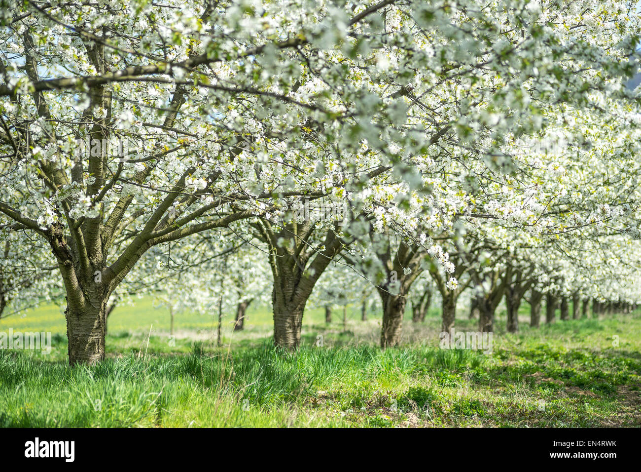 Ciliegi fioriti giornata soleggiata erba verde Orchard Foto Stock
