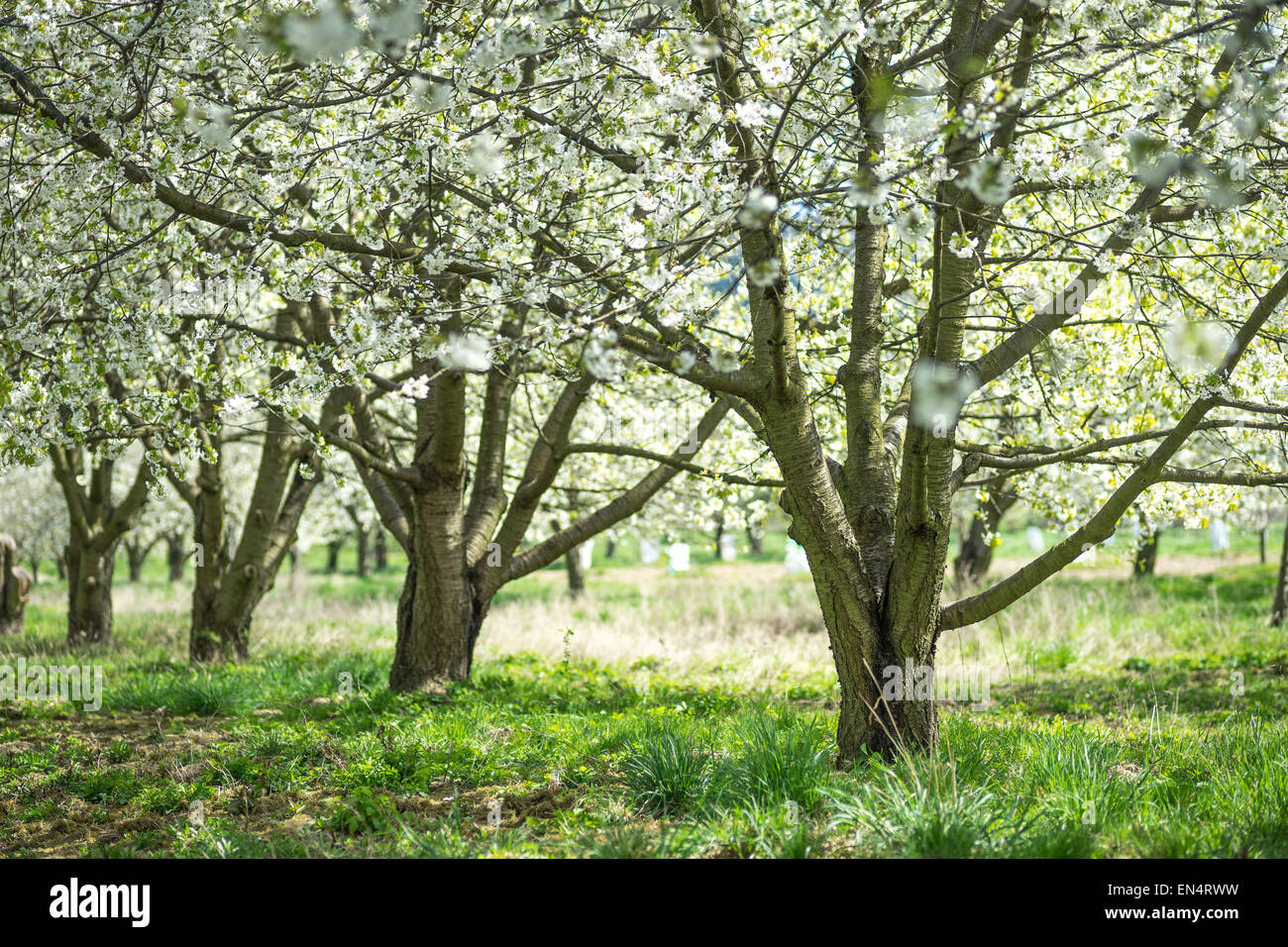 Ciliegi fioriti giornata soleggiata erba verde Orchard Foto Stock