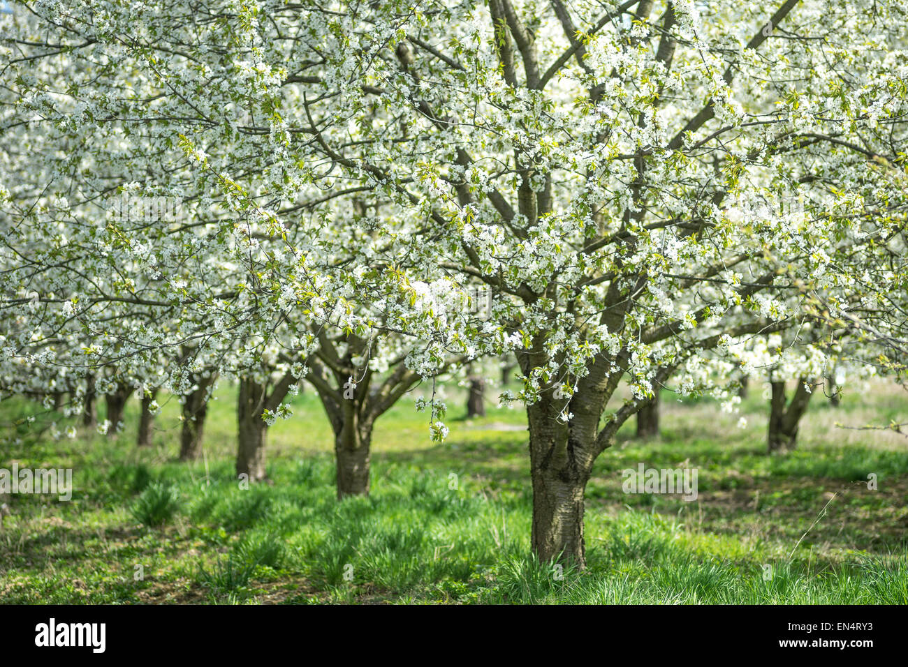 Ciliegi fioriti giornata soleggiata erba verde Orchard Foto Stock