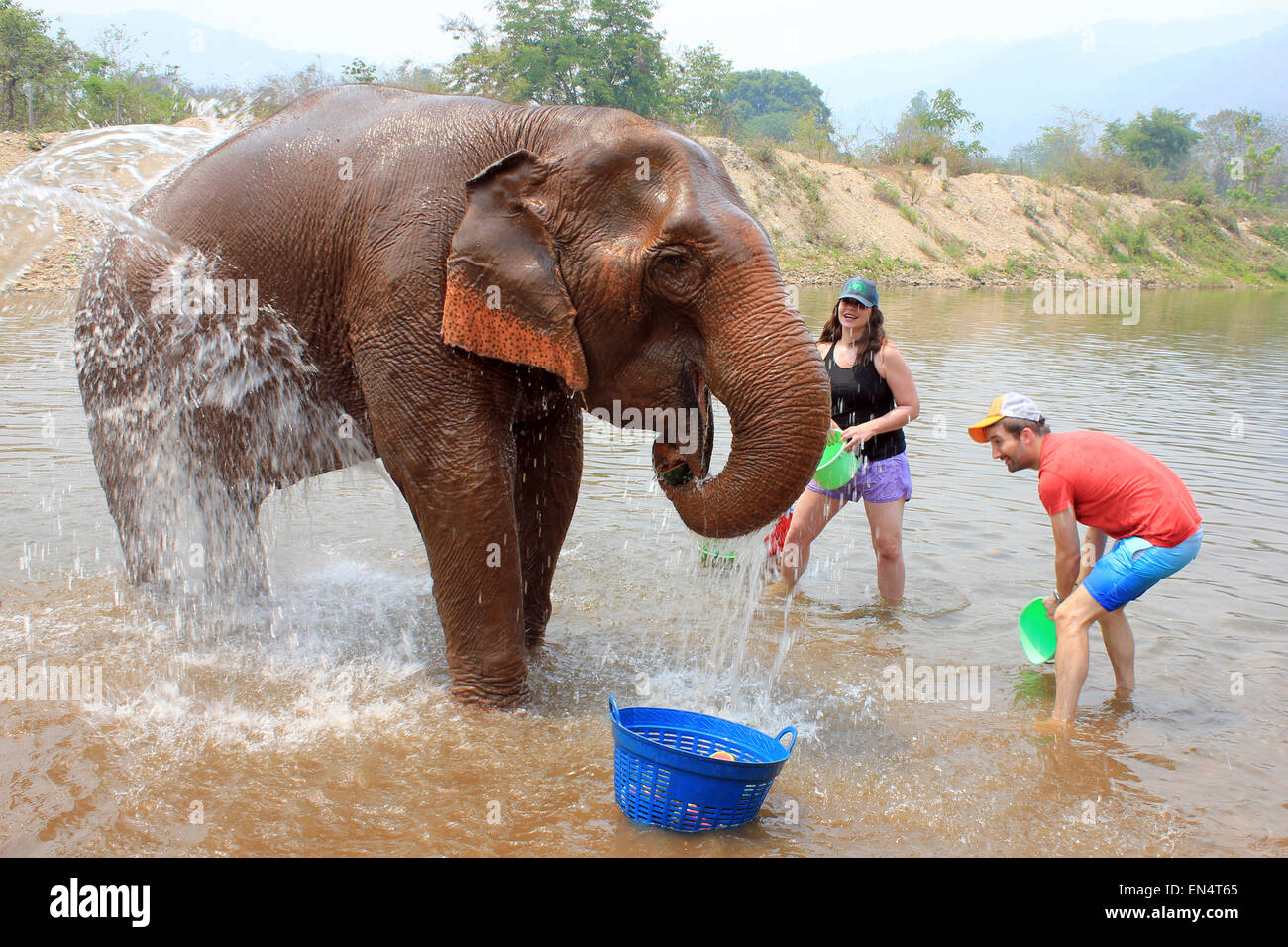 Bathtime per un elefante asiatico a Elephant Nature Park, Thailandia Foto Stock