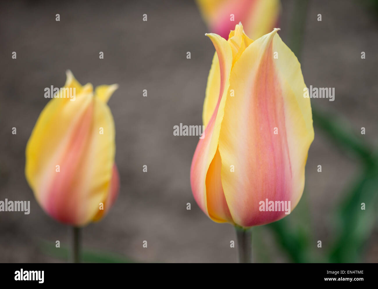 Giallo pallido e rosa tulip close up Foto Stock