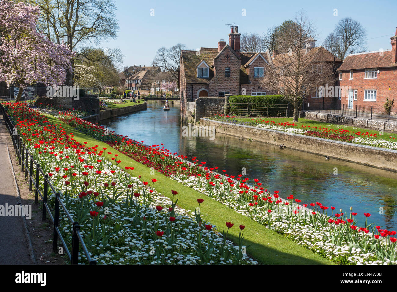 Westgate Gardens Canterbury nella primavera del Fiume Stour Blossom i tulipani Foto Stock