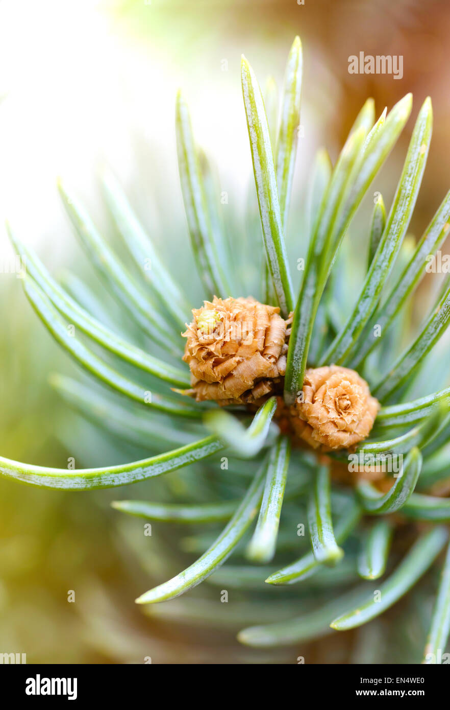 Le piante e gli alberi: fresco pino germoglio, aghi e piccoli coni, in presenza di luce solare, close-up shot, sfondo naturale Foto Stock
