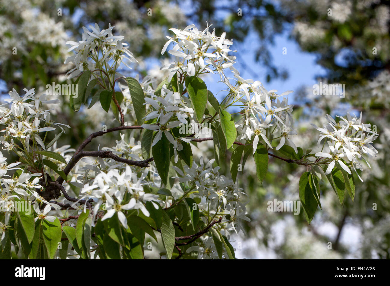 Amelanchier lamarckii, Snowy mespilus, fiori bianchi sui rami Foto Stock