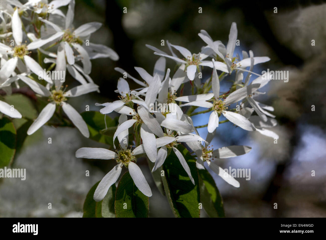 Amelanchier lamarckii, fiori bianchi di fiori di mespilo innevati Foto Stock
