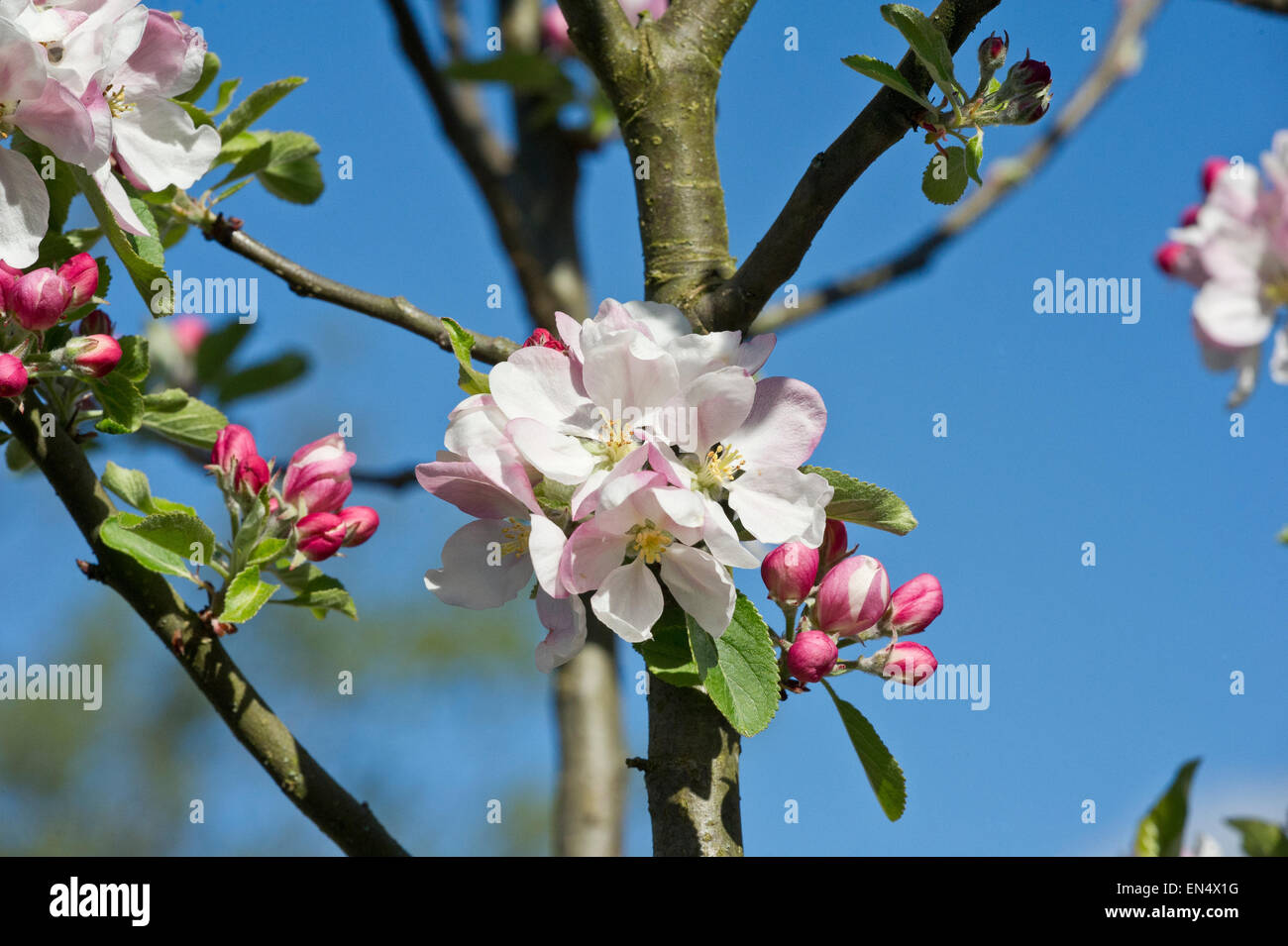 Blossom su un albero di mele Foto Stock