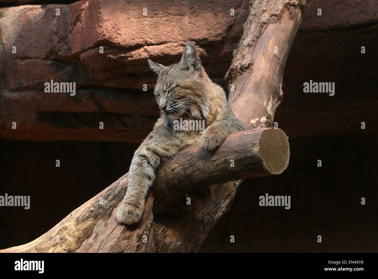 Close-up di un North American Bobcat (Lynx Rufus) poggiante su un albero morto a Hamburger' Zoo di Arnhem, Paesi Bassi Foto Stock