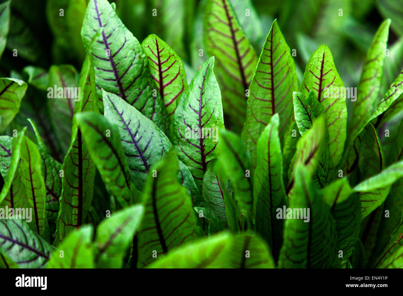 Sanguinoso bacino, Rumex sanguineus gustoso foglie di insalate Bloodwort Foto Stock