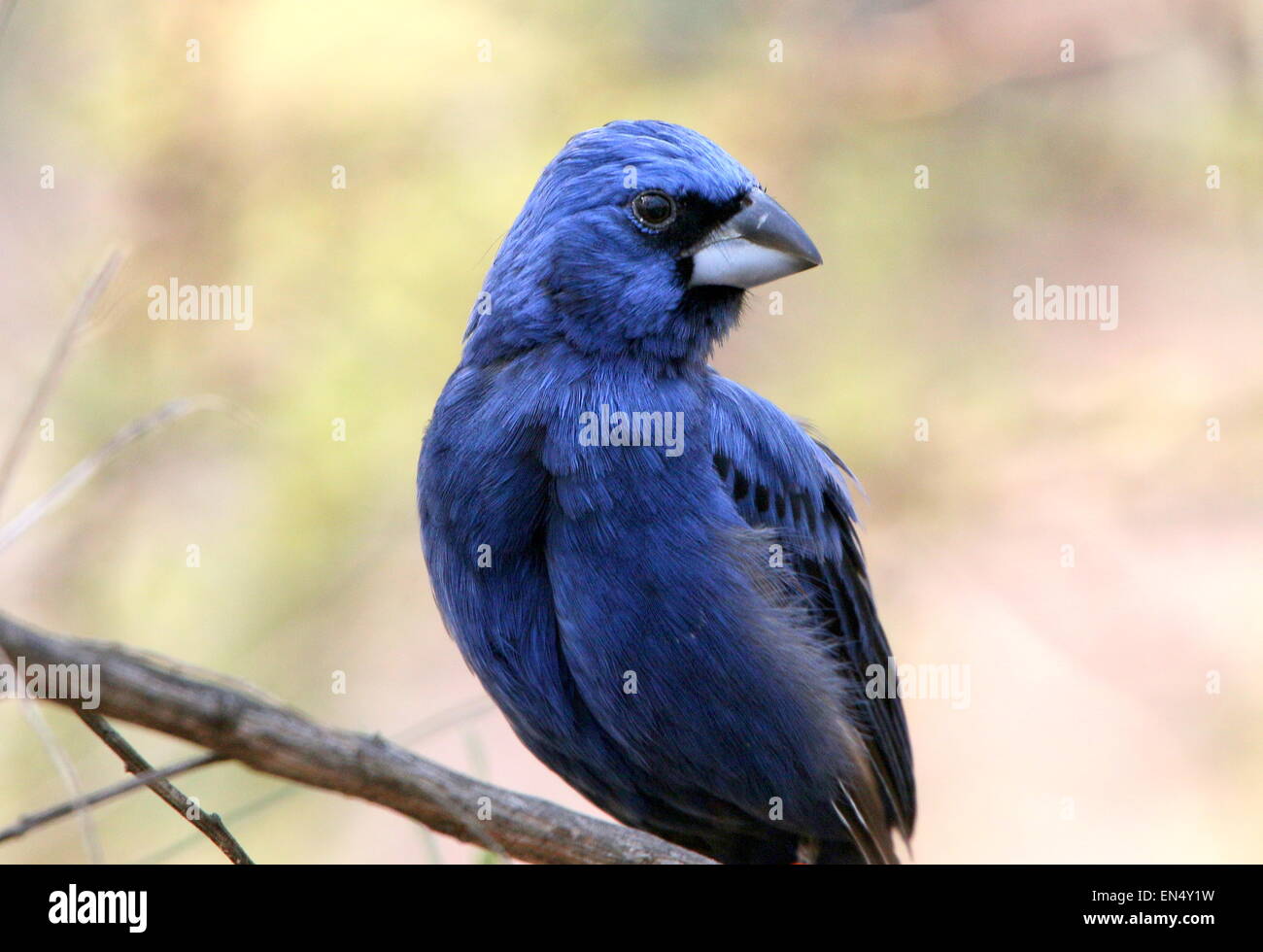 Voce maschile Sud Americana Ultramarie Grosbeak (Cyanocompsa brissonii, Cyanoloxia brissonii). Foto Stock