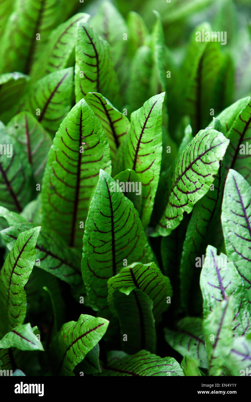 Sanguinoso molo, Rumex sanguineus Foto Stock