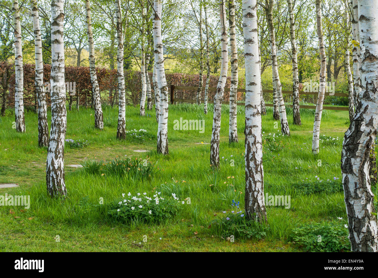 Silver Birch Glade Merriments Giardino Hurst Green Regno Unito Foto Stock