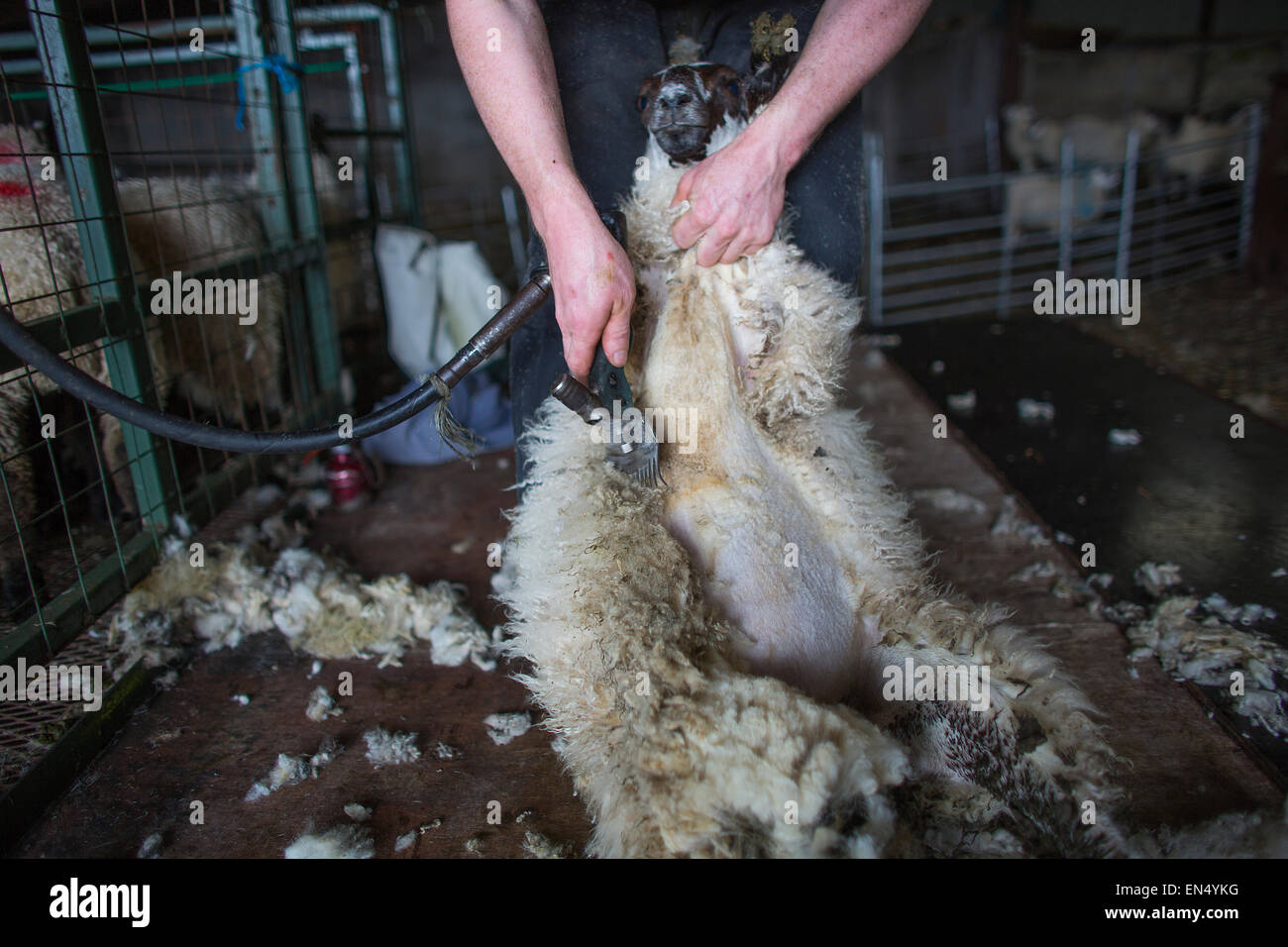 Pecore clipper in Irlanda del Nord Foto Stock