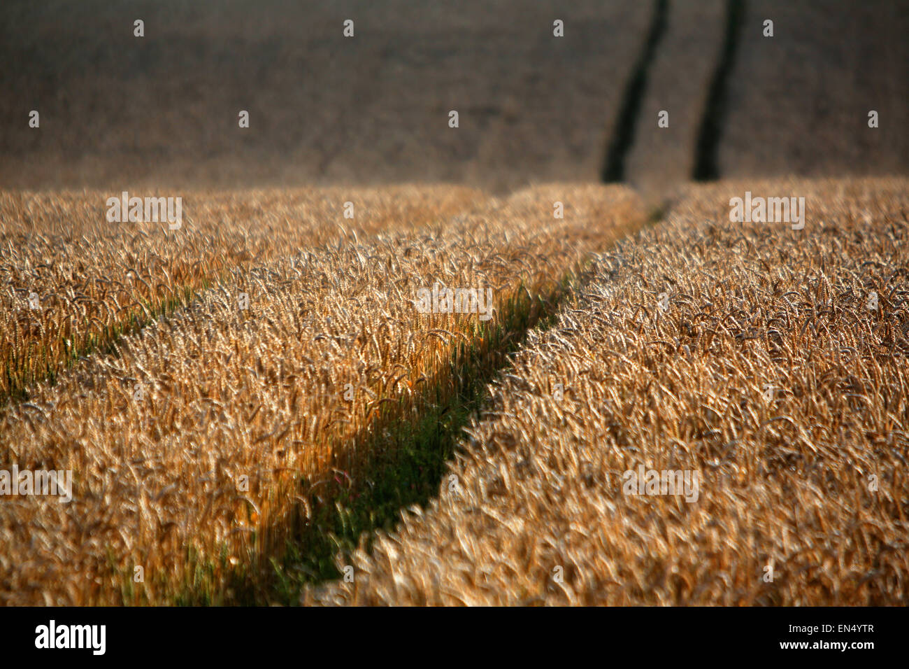 Campo di grano in Irlanda del Nord Foto Stock
