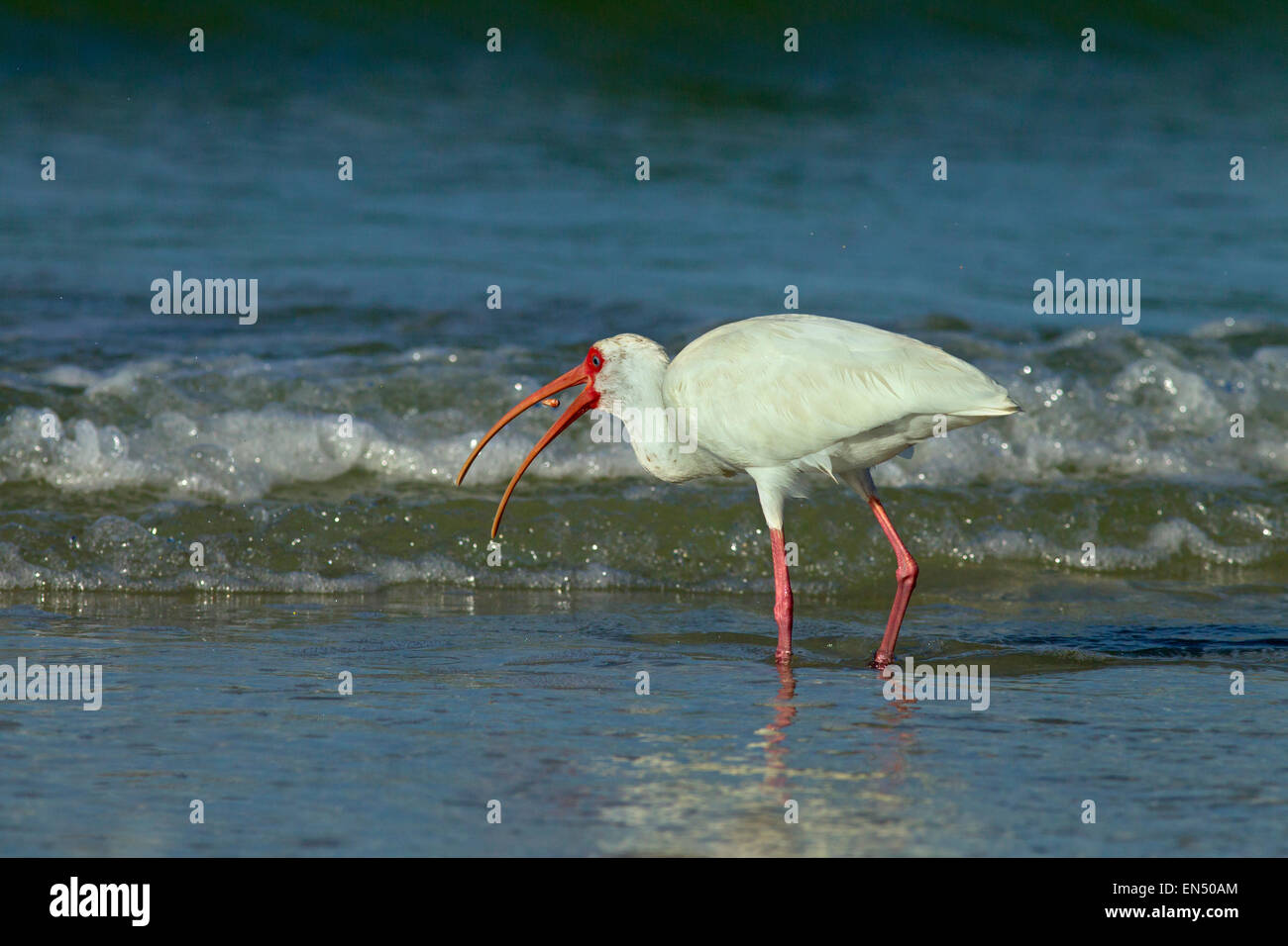 Ibis bianco Eudocimus albus alimentando in onde di rottura Foto Stock