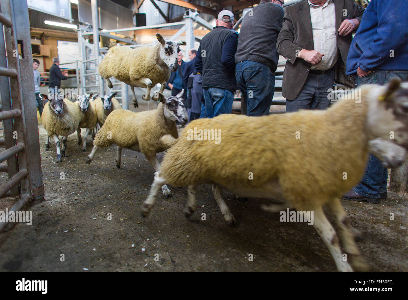 Pecore quotidianamente le aste a Armoy, Irlanda del Nord Foto Stock