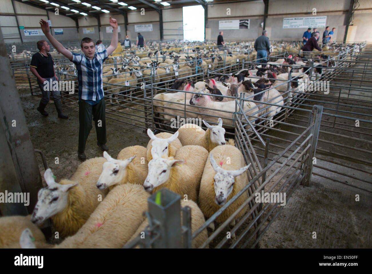 Pecore quotidianamente le aste a Armoy, Irlanda del Nord Foto Stock