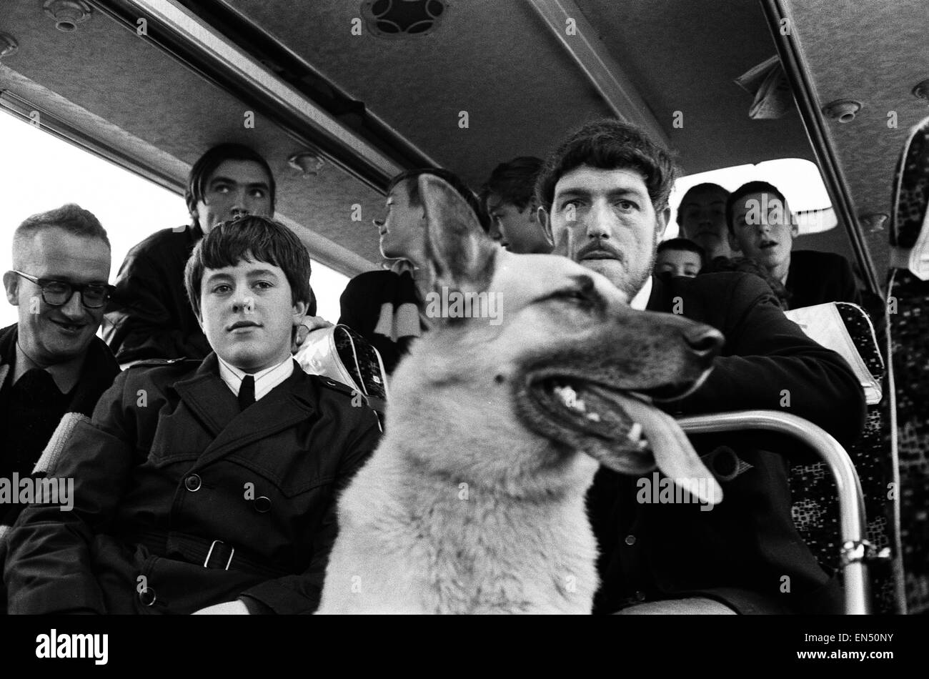 Wolverhampton Wanderers ventole con un cane da guardia sul loro pullman per una partita contro il Manchester United a scoraggiare atti di vandalismo. Il 15 ottobre 1967 Foto Stock