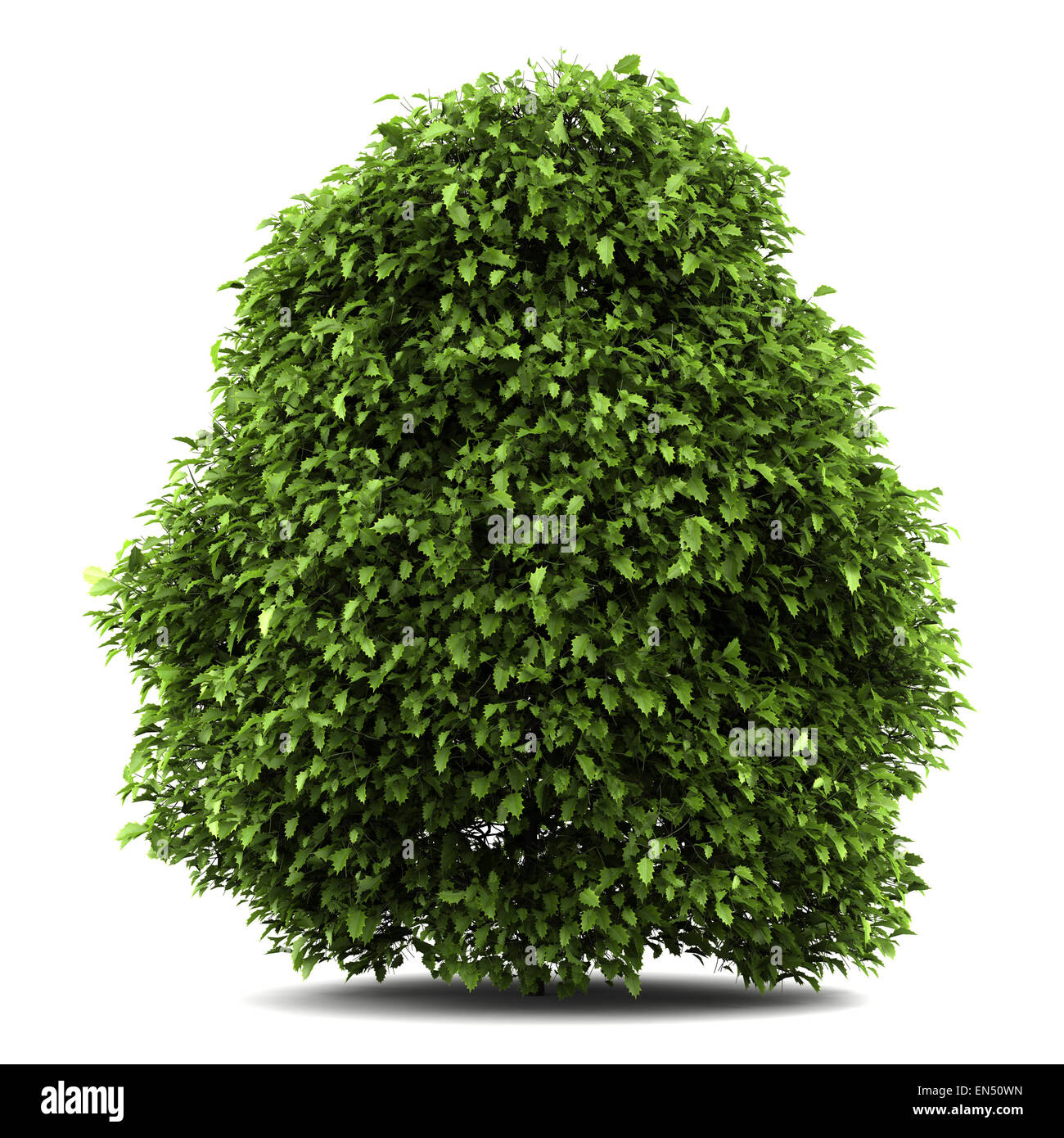 Comune di holly bush isolato su sfondo bianco Foto Stock