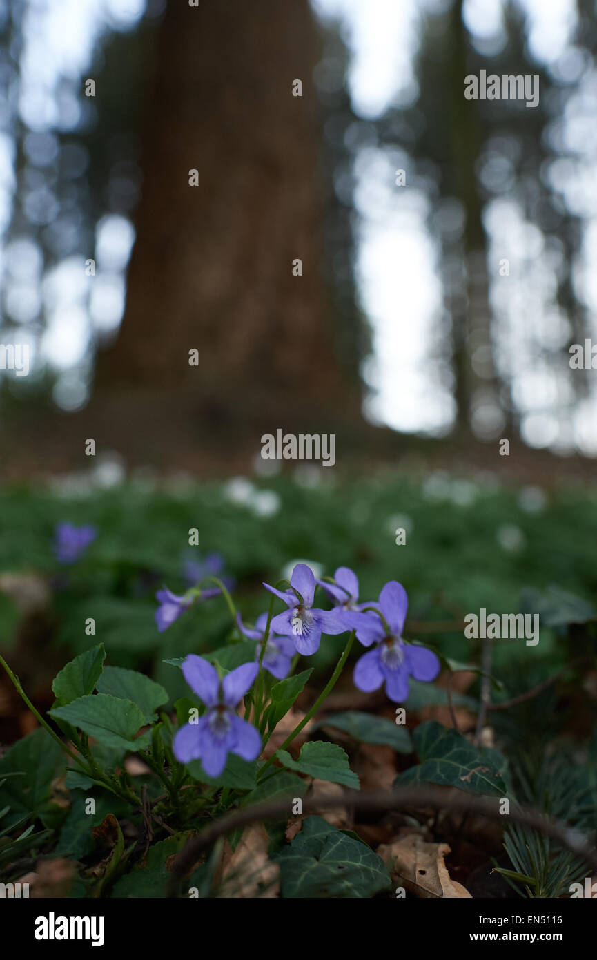 Viola Mammola sul suolo della foresta Colseup vista wildfowers in ther habitat naturale Foto Stock