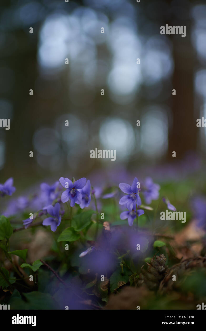 Viola Mammola sul suolo della foresta Colseup vista wildfowers in ther habitat naturale Foto Stock