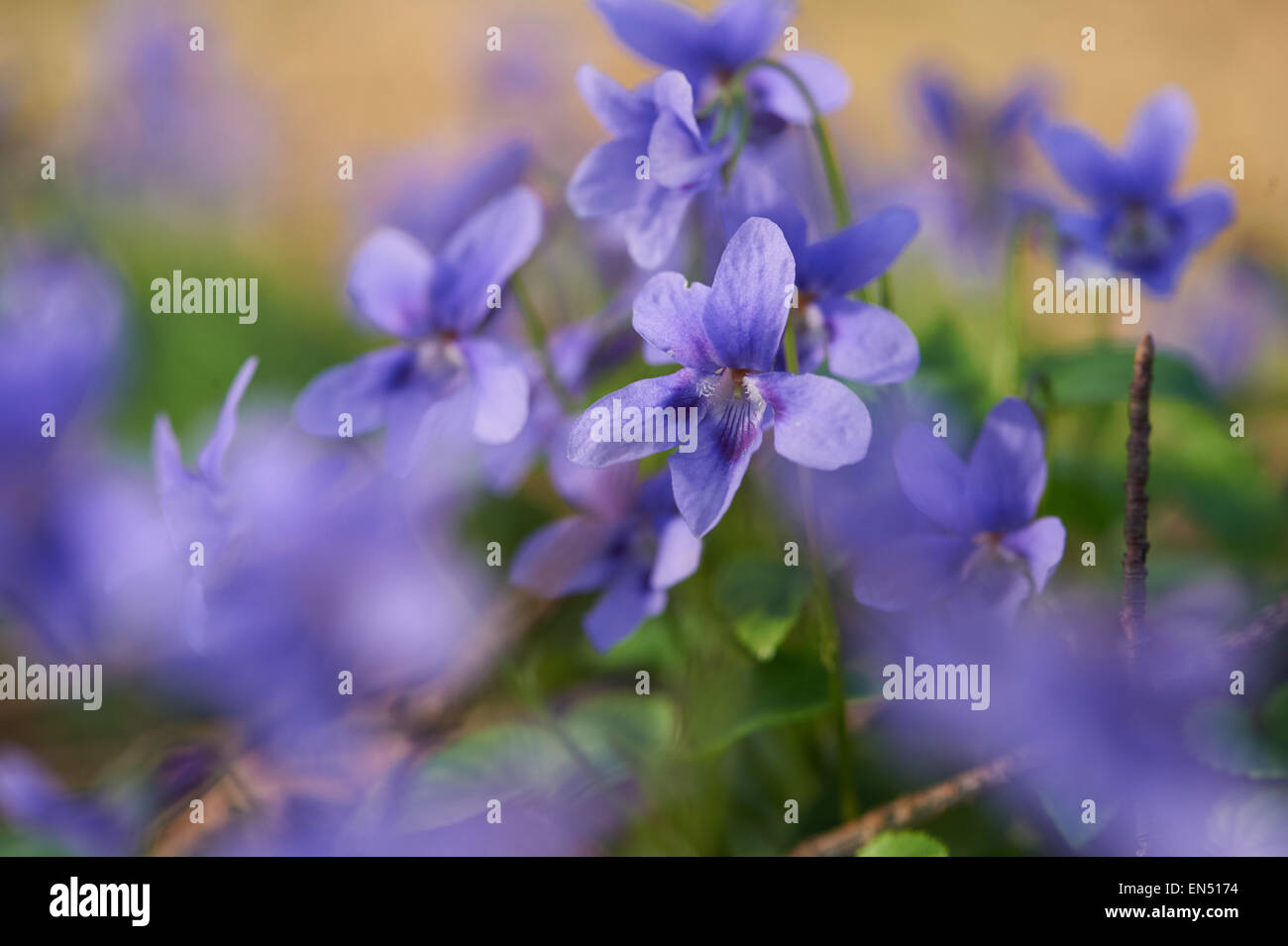 Viola Mammola sul suolo della foresta Colseup vista wildfowers in ther habitat naturale Foto Stock