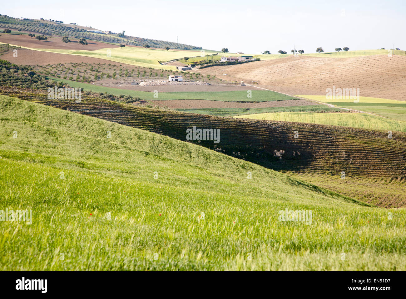 Agricoltura rurale paesaggio campi di rotolamento, Alhama de Granada, Spagna Foto Stock