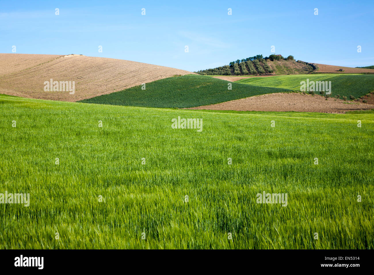 Laminazione campi arabili verde raccolto di orzo vicino a Alhama de Granada, Spagna Foto Stock