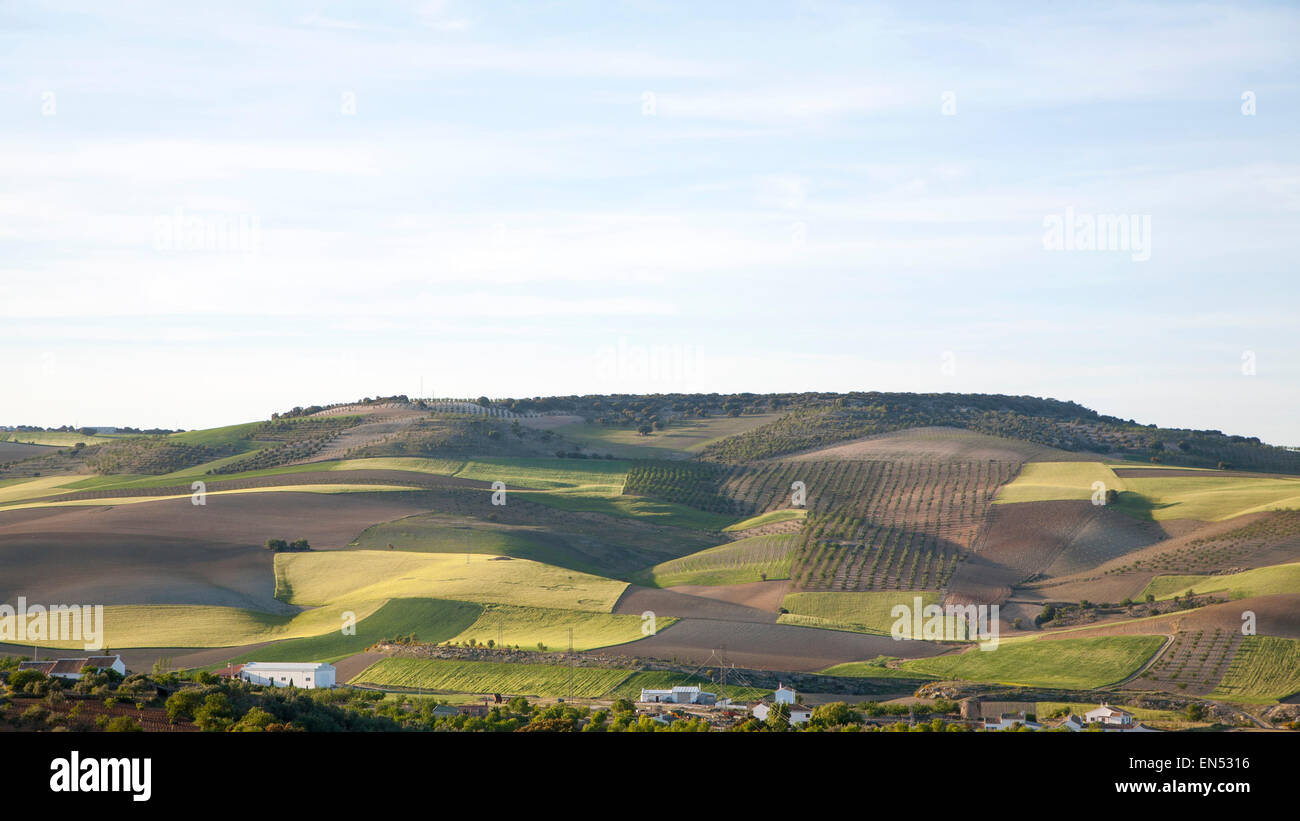 Laminazione campi arabili vicino a Alhama de Granada, Spagna Foto Stock