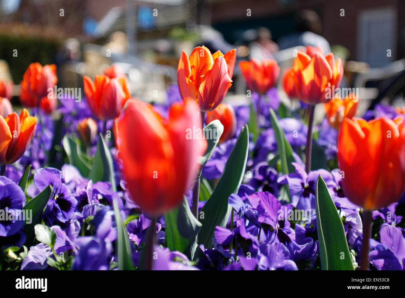 Tulipani di colore arancione sono visibili sul re del giorno nei Paesi Bassi. Foto Stock