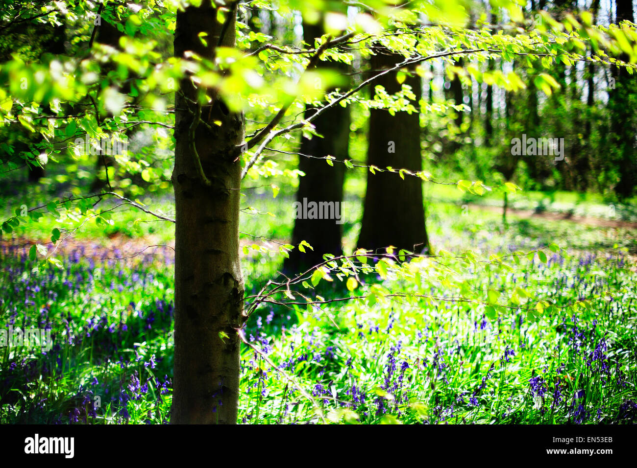 Boschi con bluebells Foto Stock