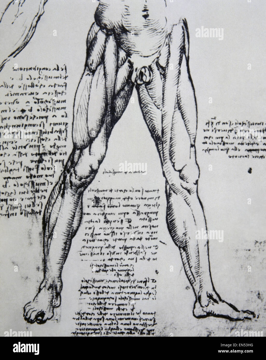 Leonardo da Vinci (1452-1519). Polymanth italiano. Genius. Renaissance. Disegno su anatomia di Leonardo da Vinci (1452-1519) i muscoli delle gambe. Foto Stock