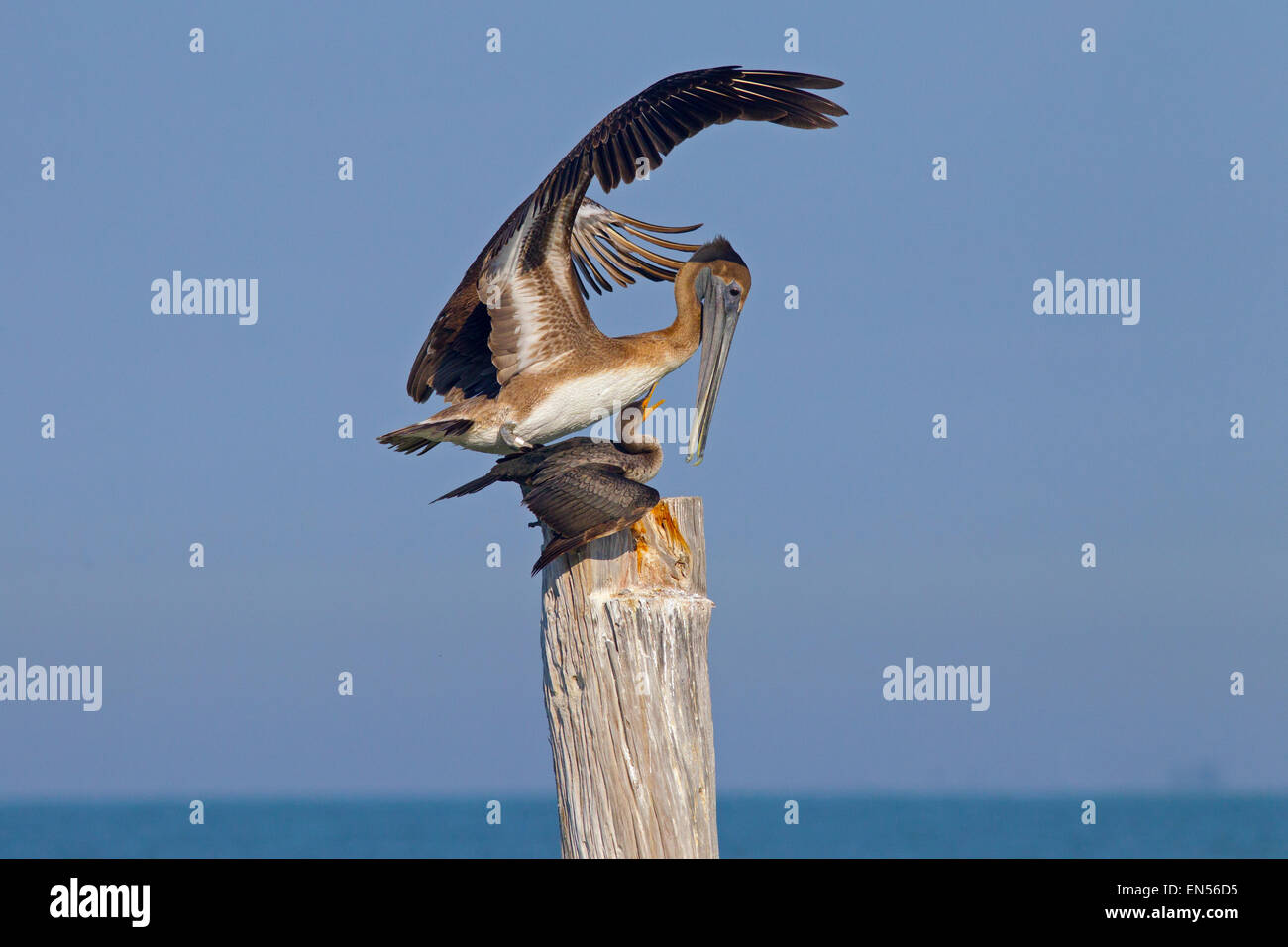 Brown Pelican Pelecanus occidentalis sbarco cormorano sulla costa del Golfo della Florida USA Foto Stock