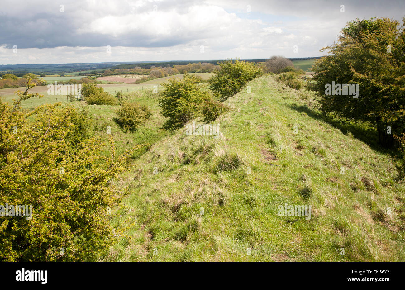 Fosso e argine del Wansdyke un Saxon struttura difensiva su tutti Cannings chalk Downs vicino a Tan Hill, Wiltshire, Inghilterra Foto Stock