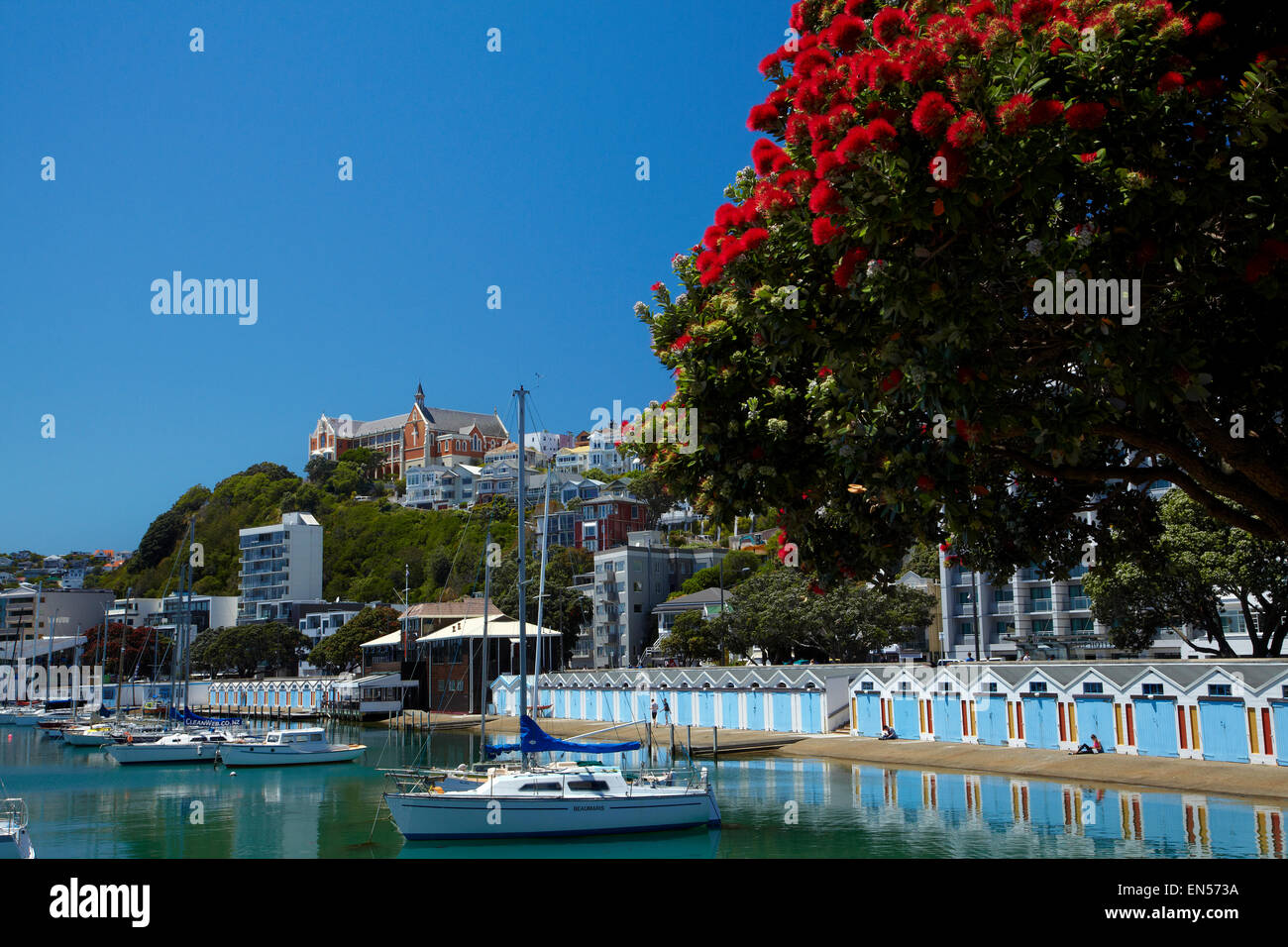 Pohutukawa albero in fiore e Boatsheds, Clyde Quay Marina, Wellington, Isola del nord, Nuova Zelanda Foto Stock